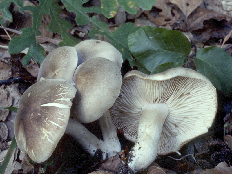 Proposta di studio di Tricholoma saponaceum